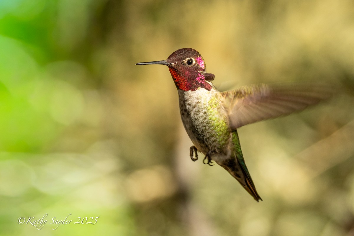 Anna's Hummingbird - ML644245654
