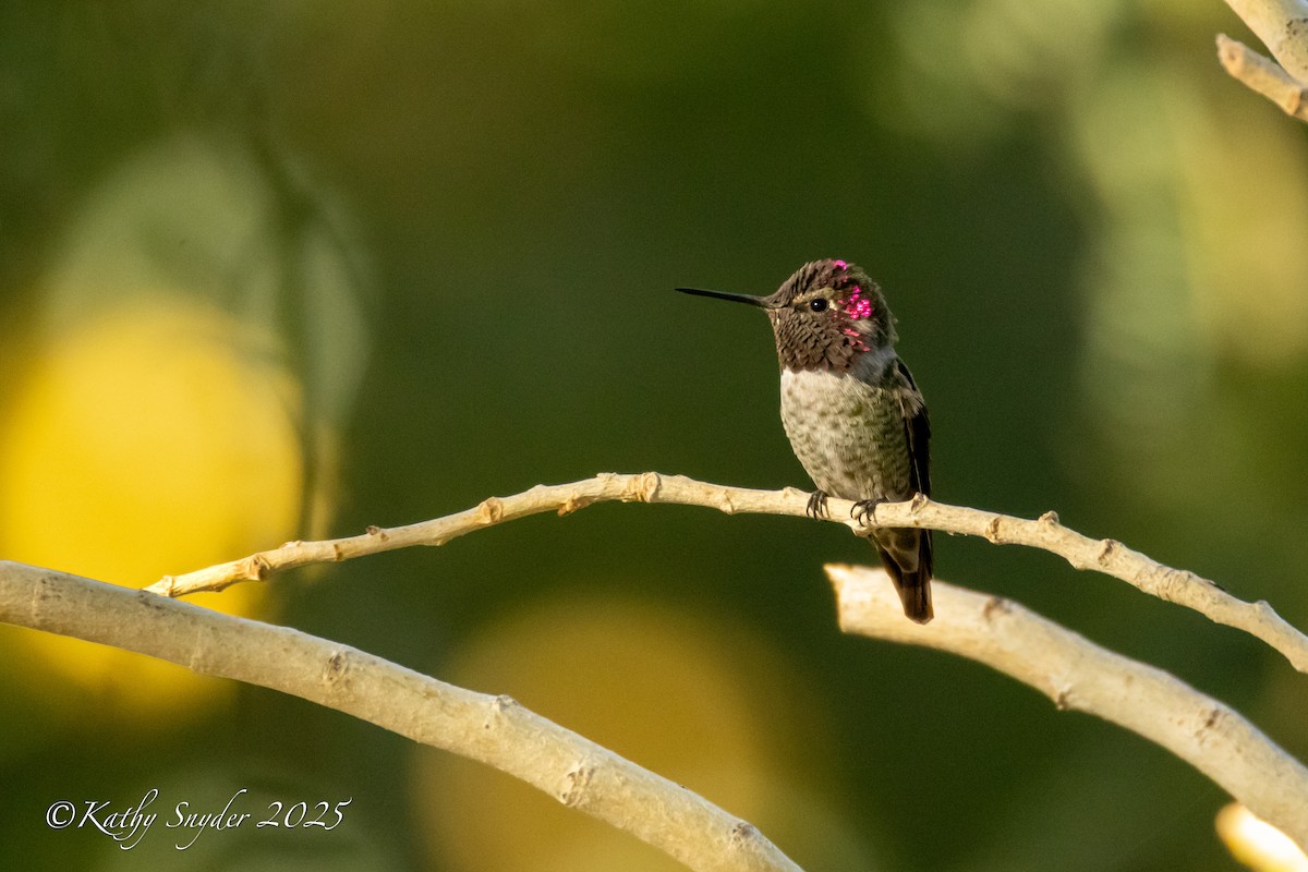 Anna's Hummingbird - ML644245655