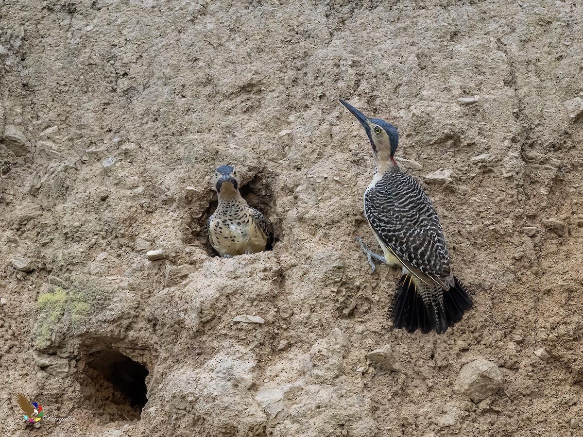 Andean Flicker - ML644245661