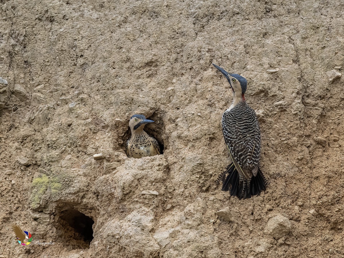 Andean Flicker - ML644245662