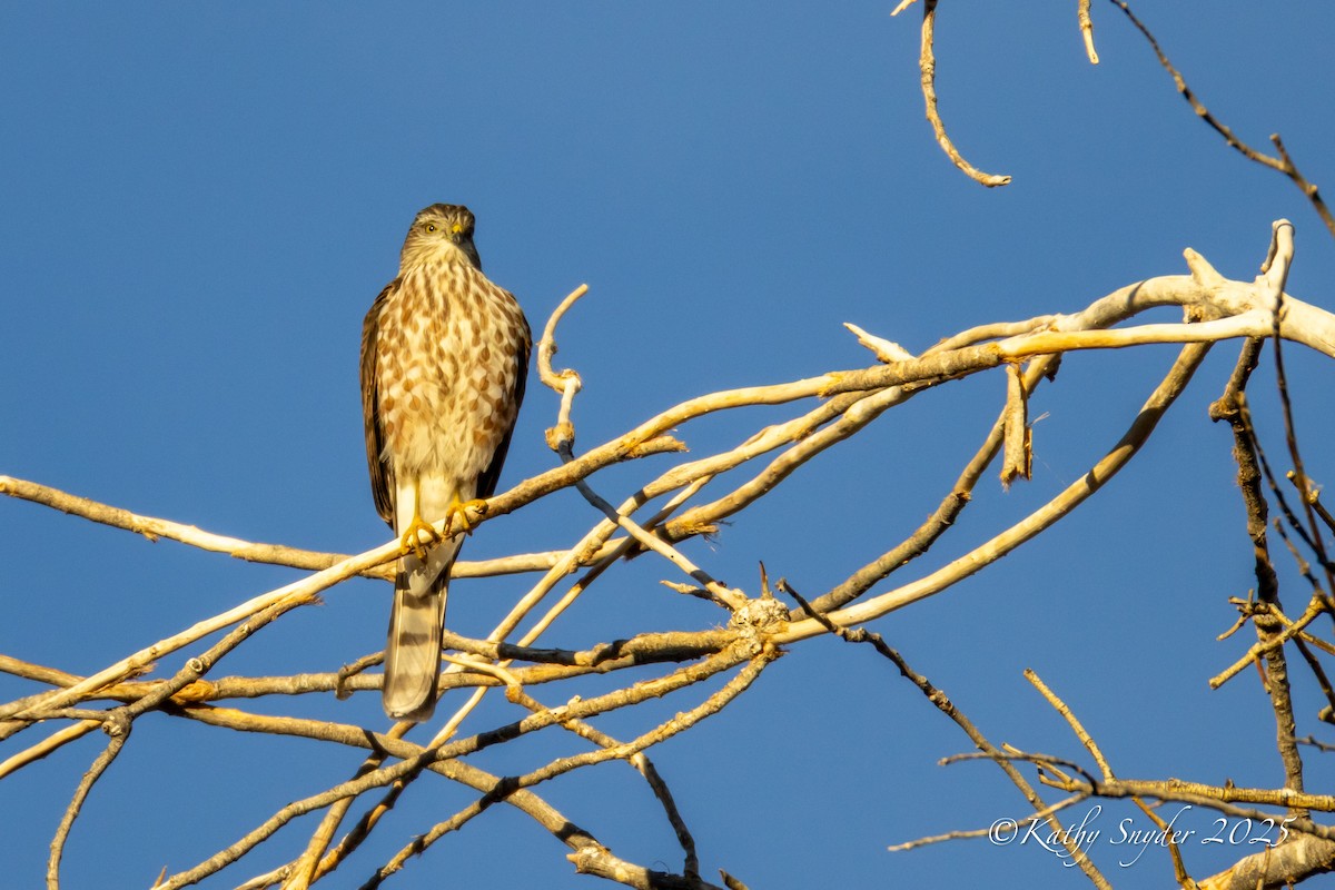 Sharp-shinned Hawk - ML644245664