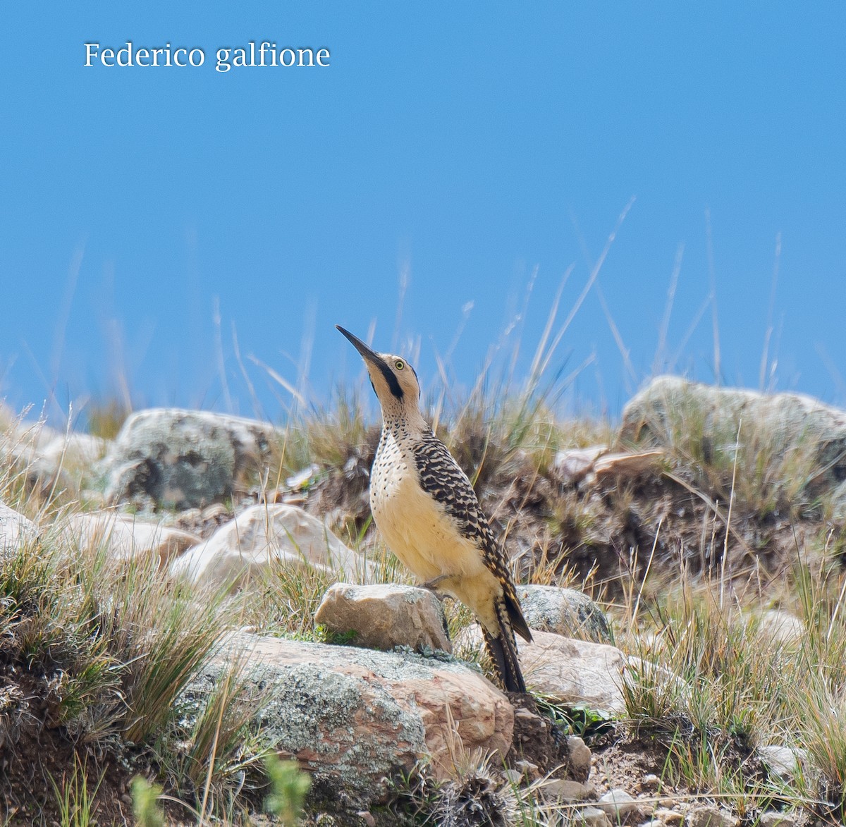 Andean Flicker - ML644245665