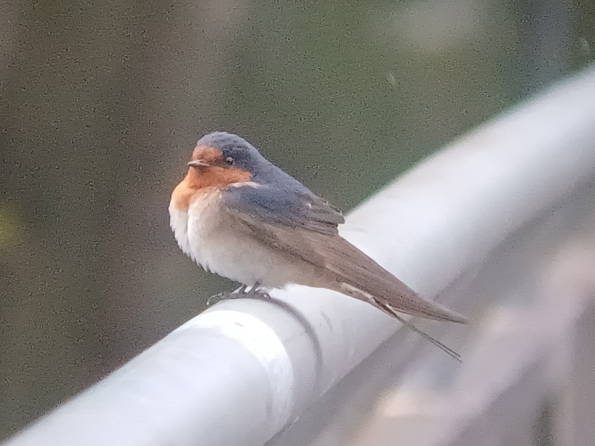 Hirondelle messagère - ML644245674