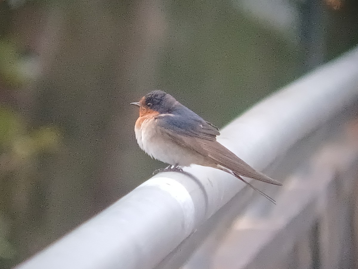 Hirondelle messagère - ML644245675