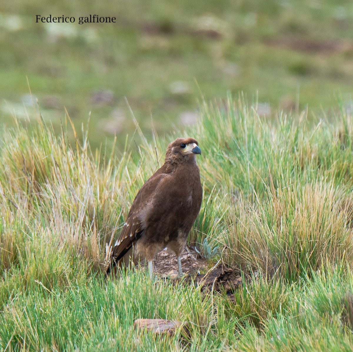 Mountain Caracara - ML644245676