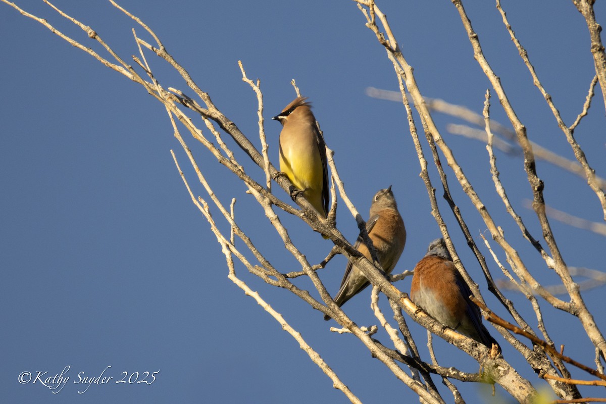 Western Bluebird - ML644245679