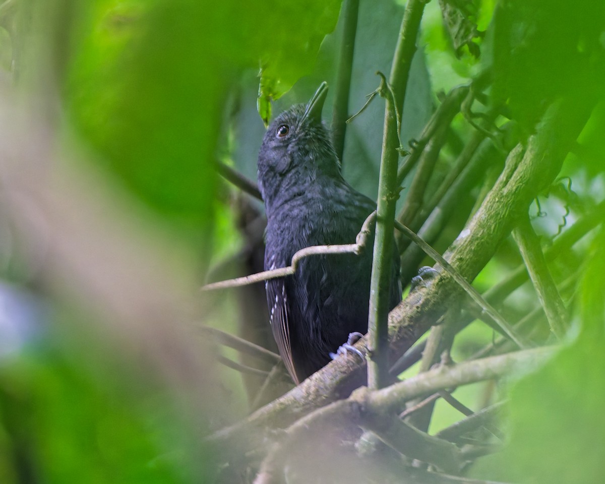 Blackish Antbird - ML644245696