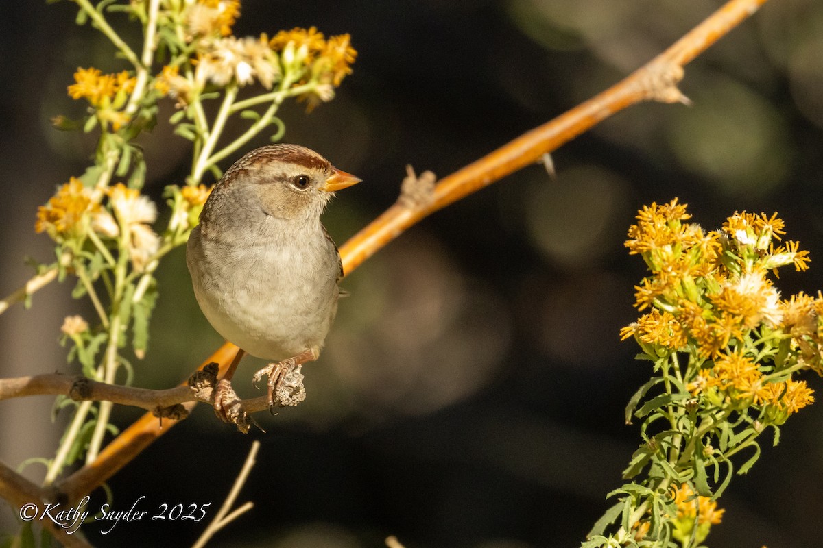 White-crowned Sparrow - ML644245708