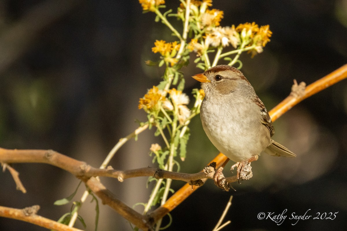 White-crowned Sparrow - ML644245709