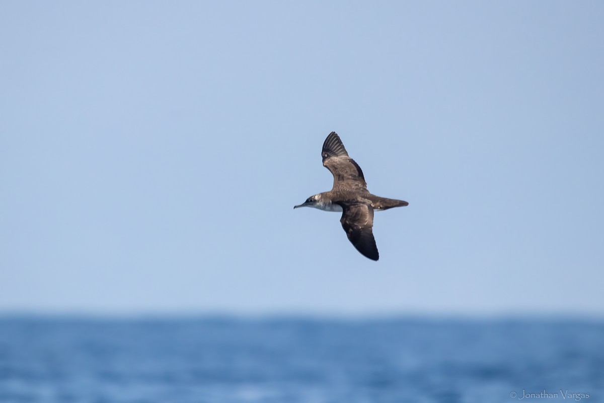 Black-vented Shearwater - ML644245720