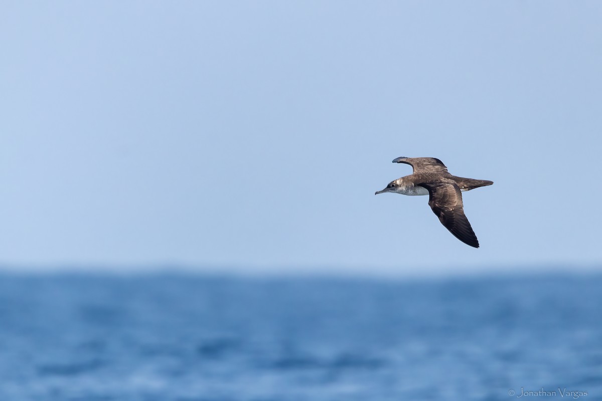 Black-vented Shearwater - ML644245721