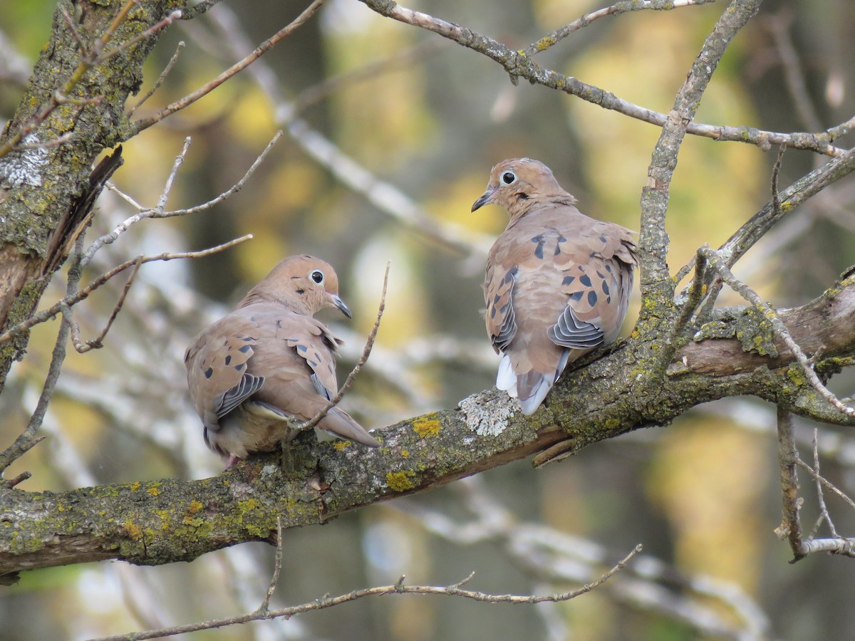 Mourning Dove - ML644245731