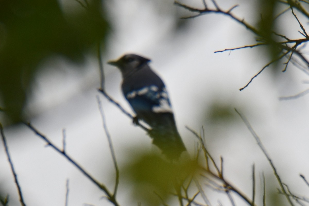 Blue Jay - ML644245744