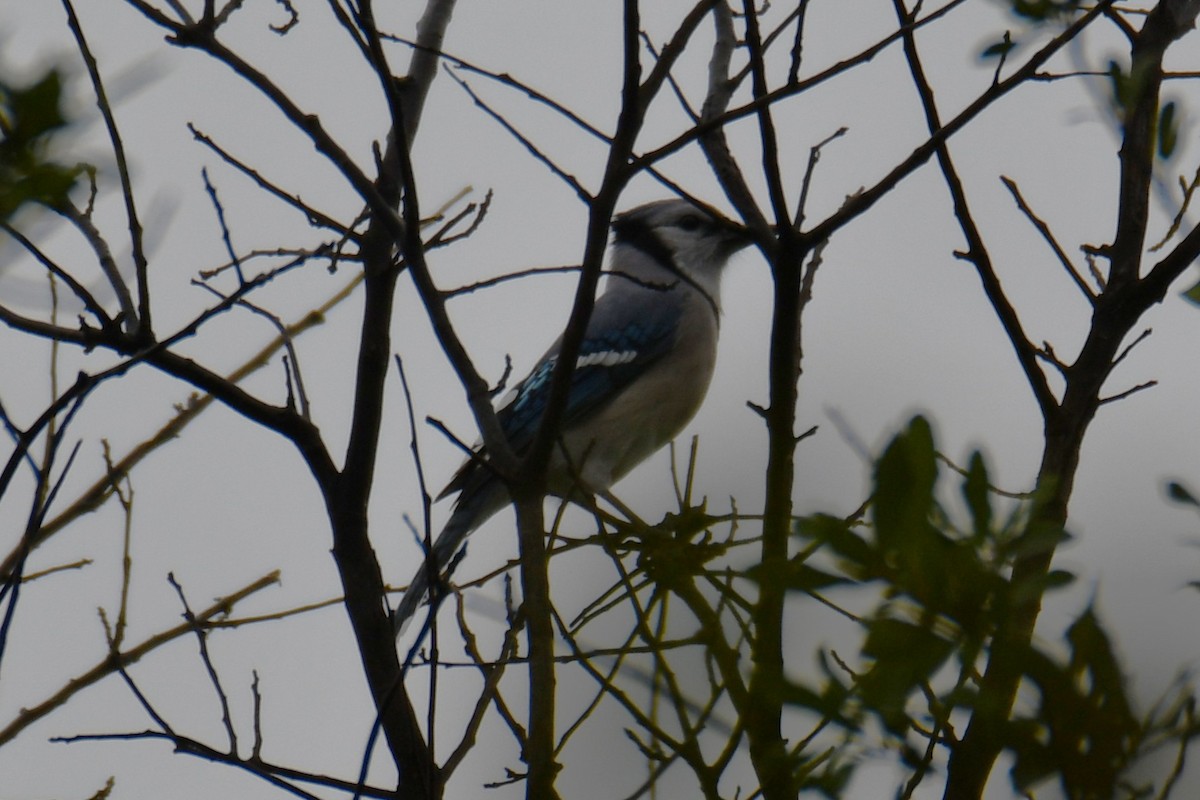 Blue Jay - ML644245745