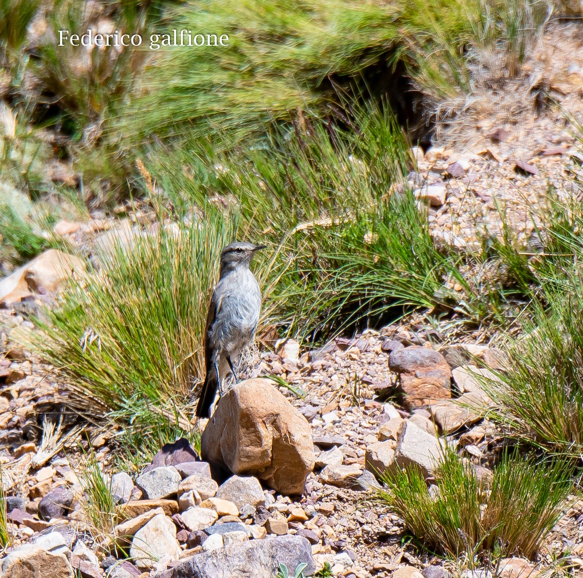 Kül Rengi Yer Tiranı - ML644245747