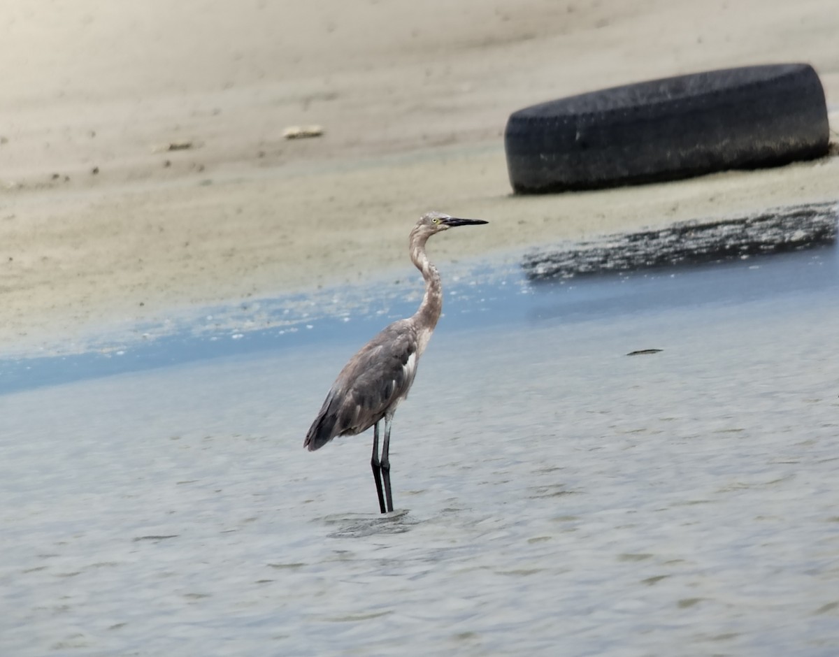 Reddish Egret - ML644245749