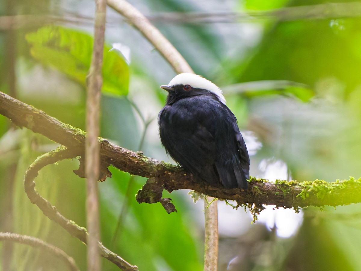 Manakin à tête blanche - ML644245758