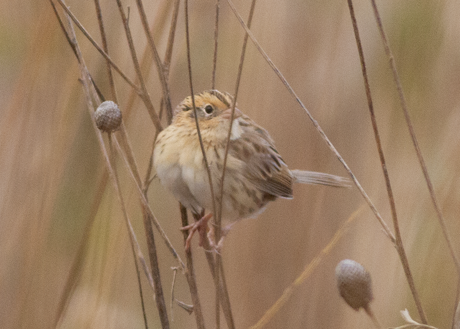 LeConte's Sparrow - ML644245776