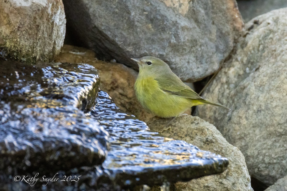 Orange-crowned Warbler - ML644245792