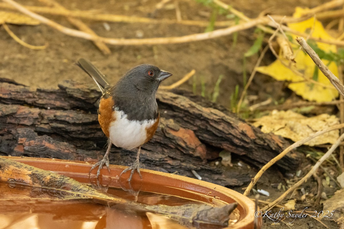 Spotted Towhee - ML644245793