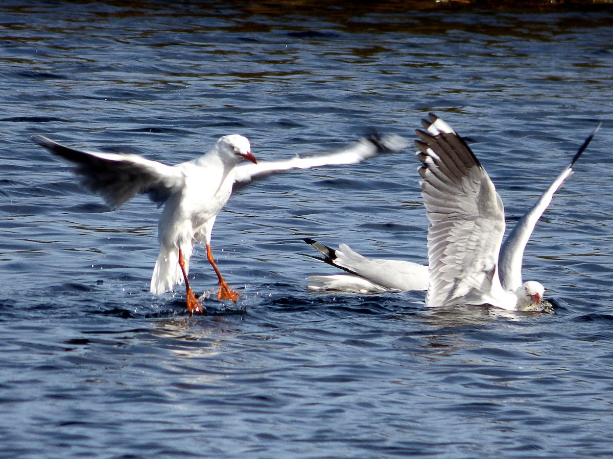 Gaviota Plateada (australiana) - ML64424581