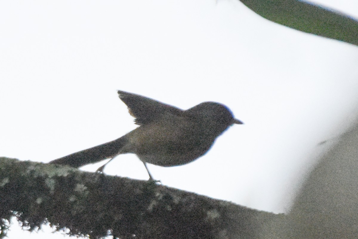 Rufous-bellied Niltava - ML644245823