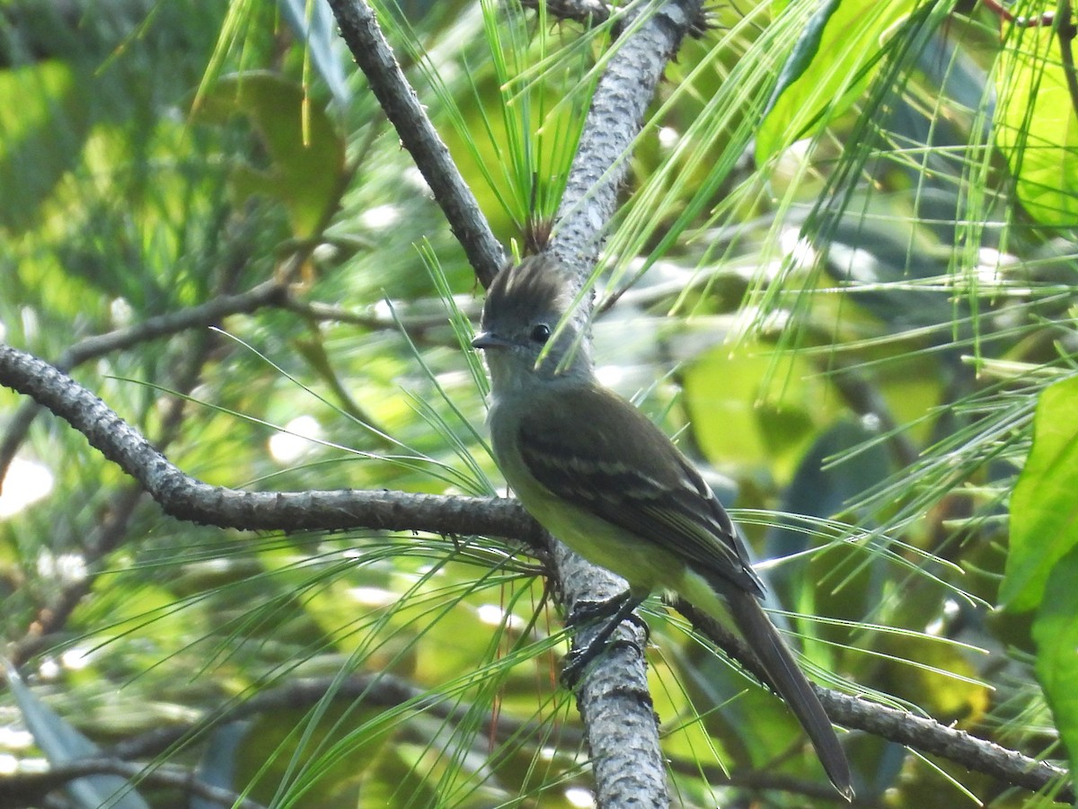 Yellow-bellied Elaenia - ML644245836