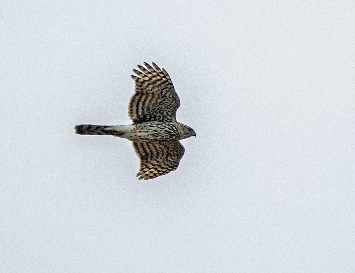 Cooper's Hawk - ML644245840