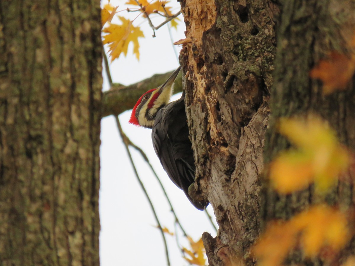 Pileated Woodpecker - ML644245841