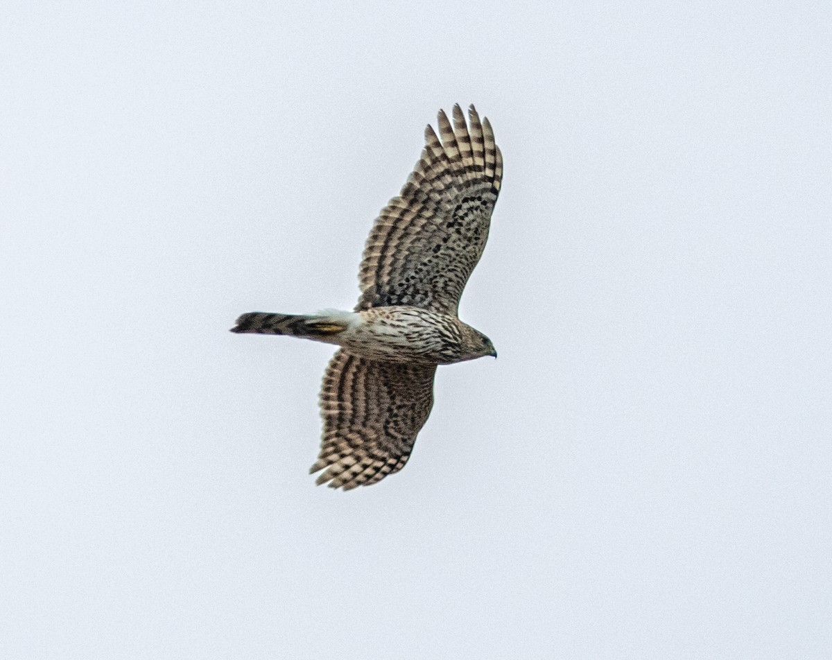 Cooper's Hawk - ML644245852
