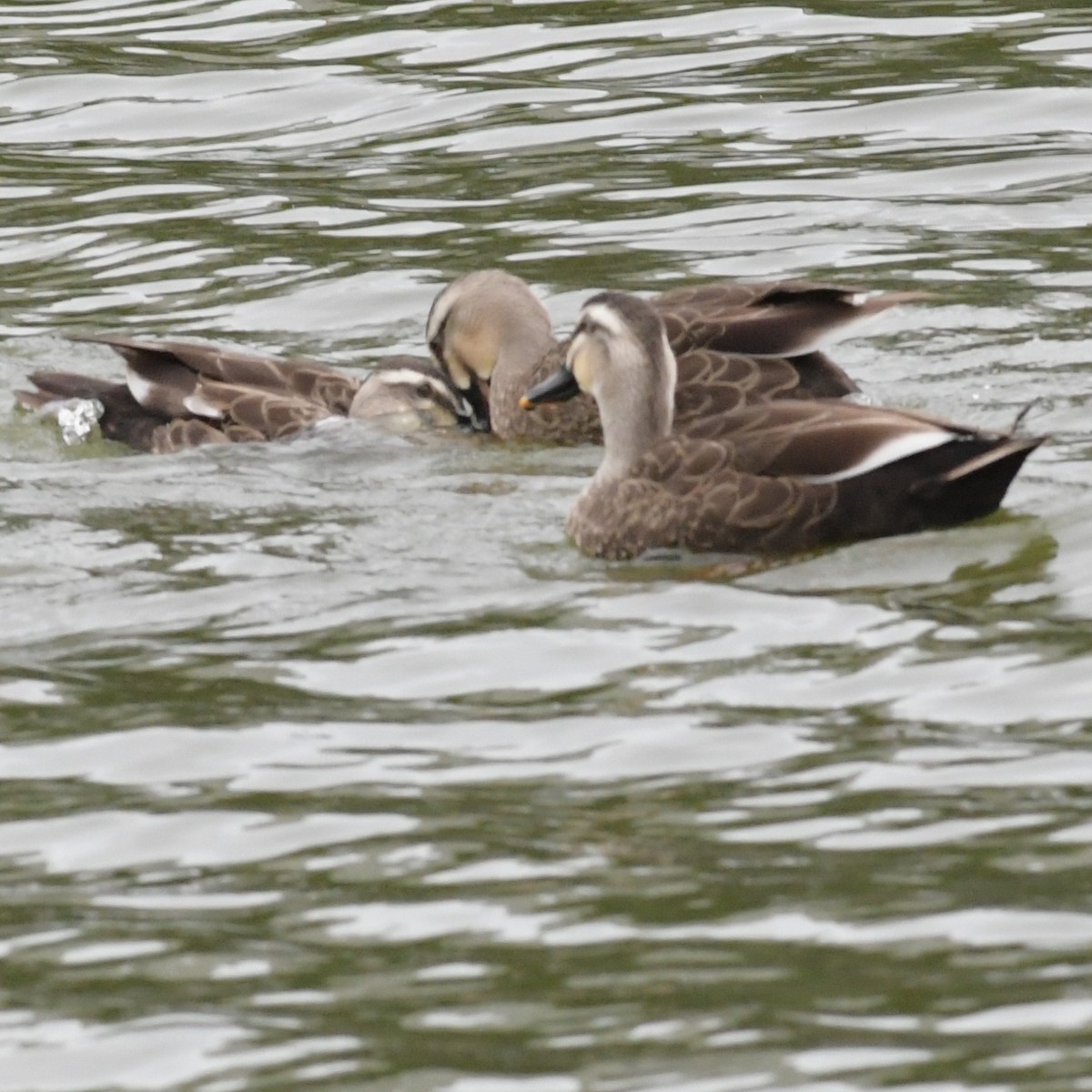 Eastern Spot-billed Duck - ML644245860