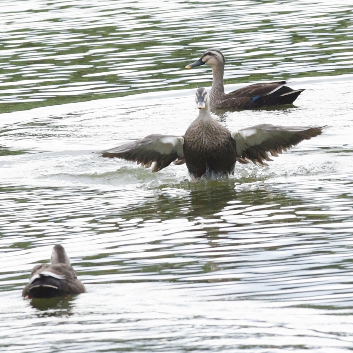 Eastern Spot-billed Duck - ML644245861