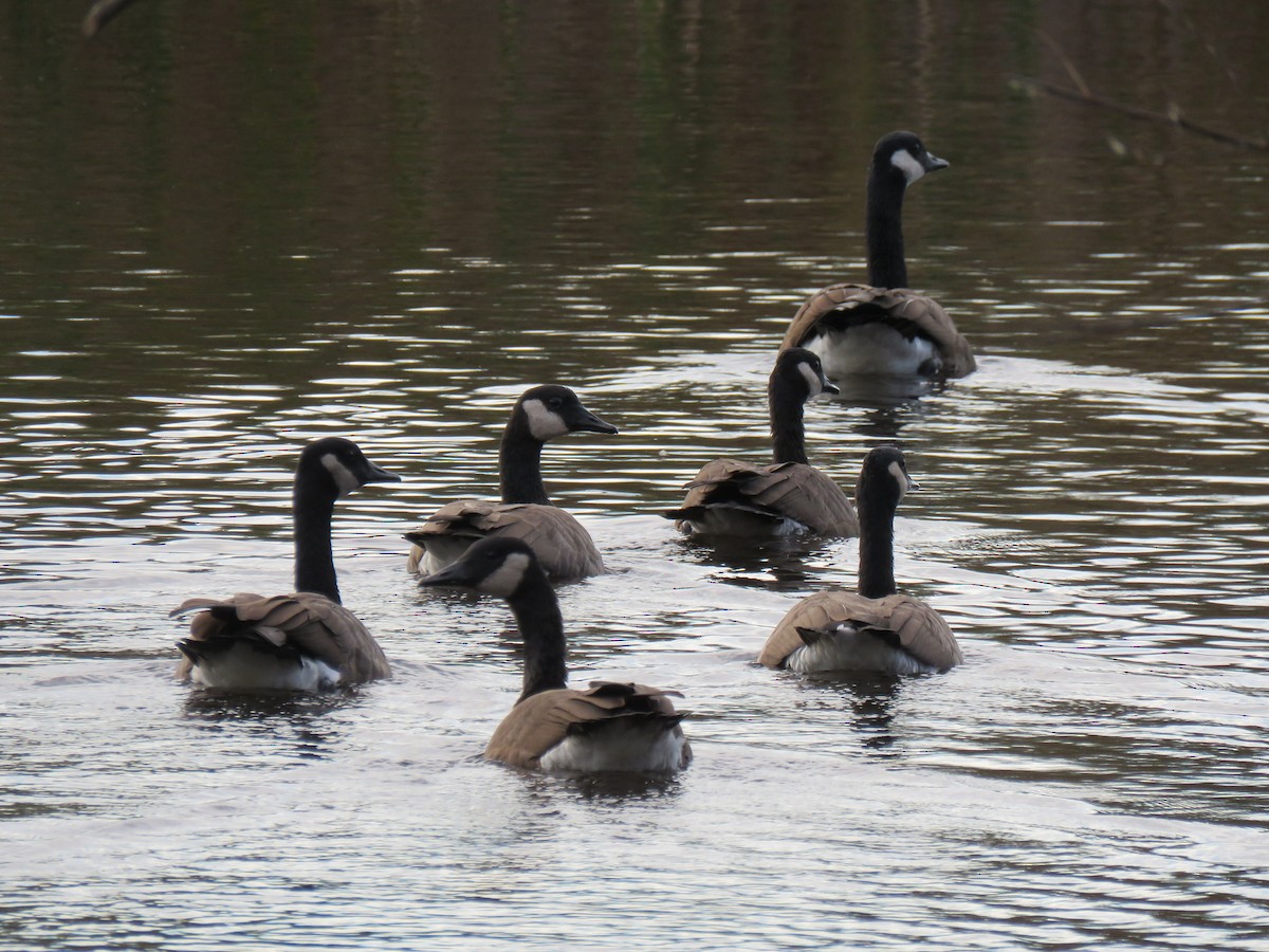 Canada Goose - ML644245874