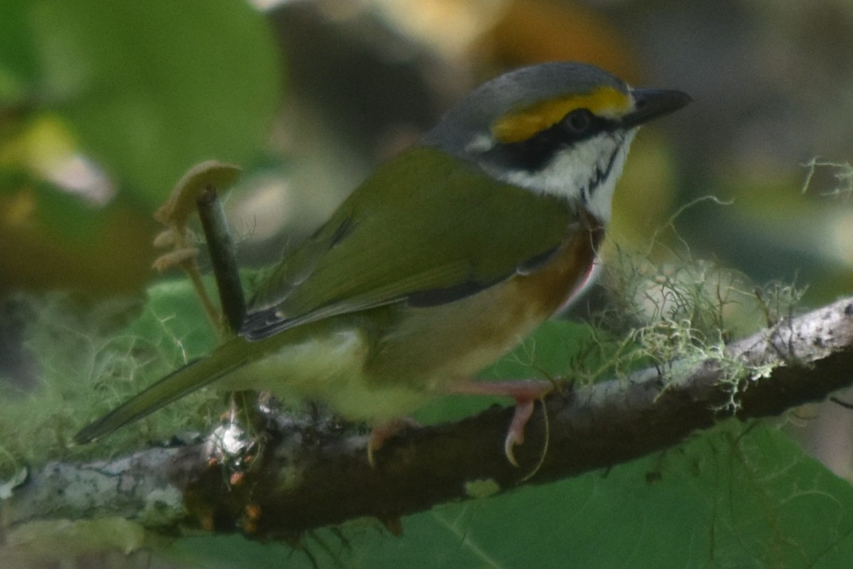 Chestnut-sided Shrike-Vireo - ML644245876