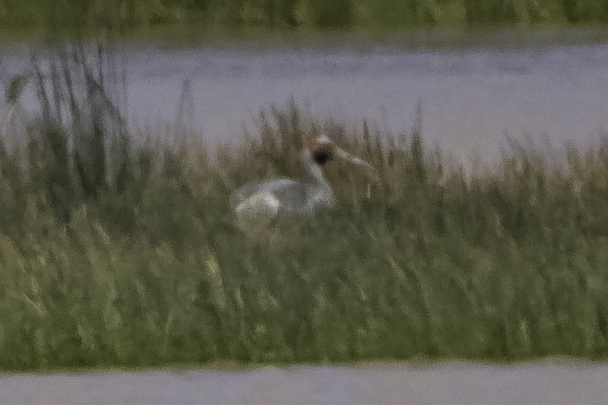 Brolga - ML644245877