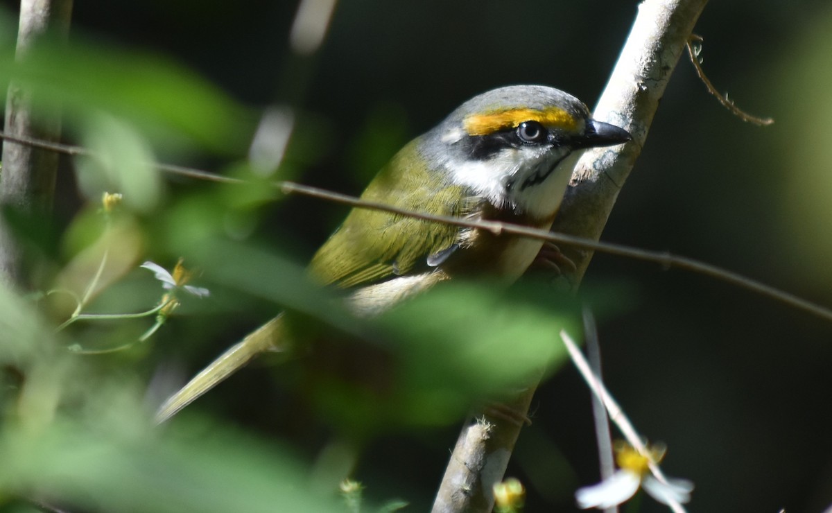 Chestnut-sided Shrike-Vireo - ML644245878