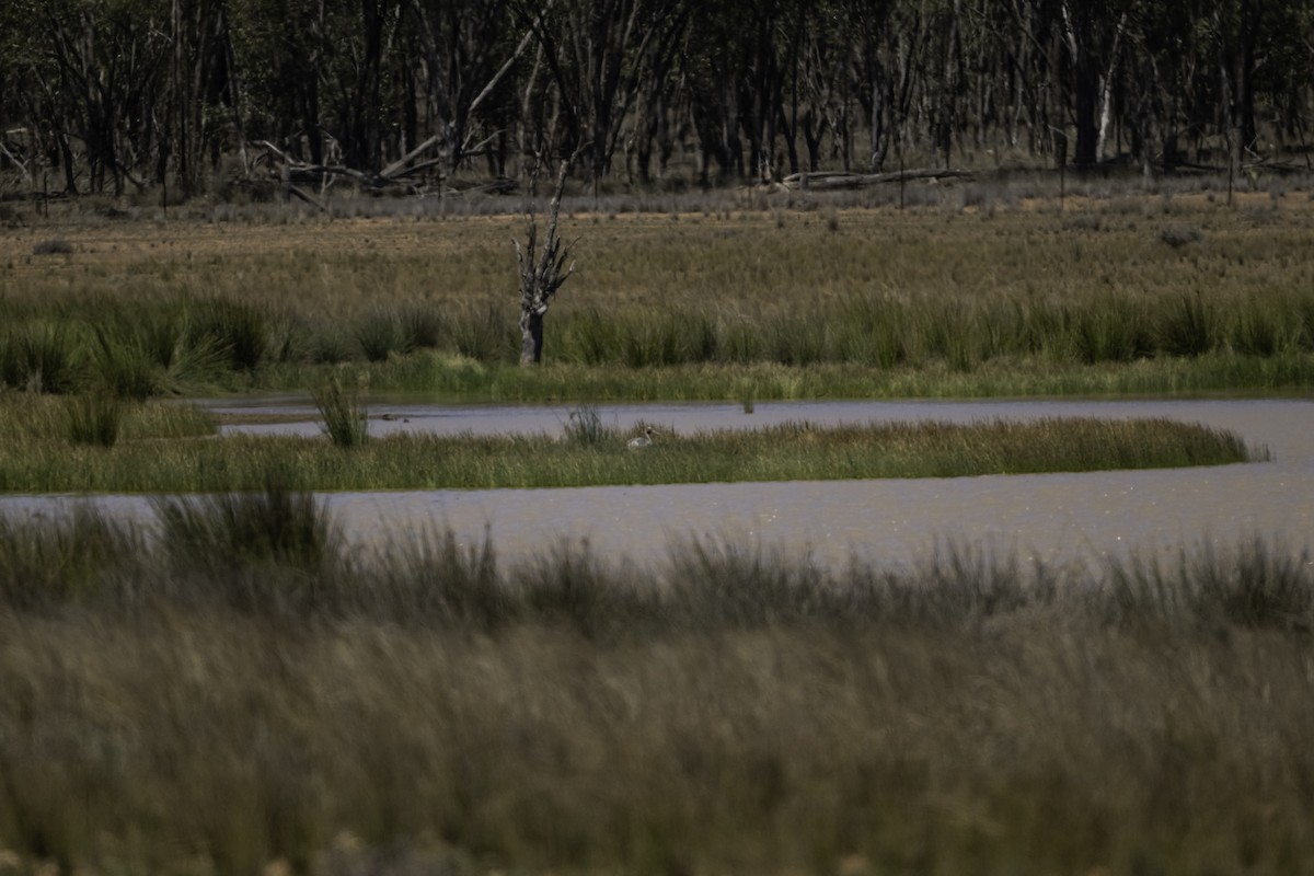 Brolga - ML644245879