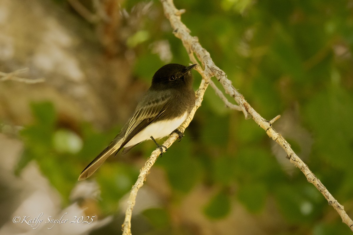 Black Phoebe - ML644245890