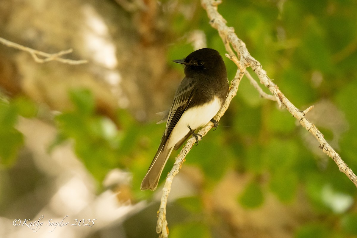 Black Phoebe - ML644245891