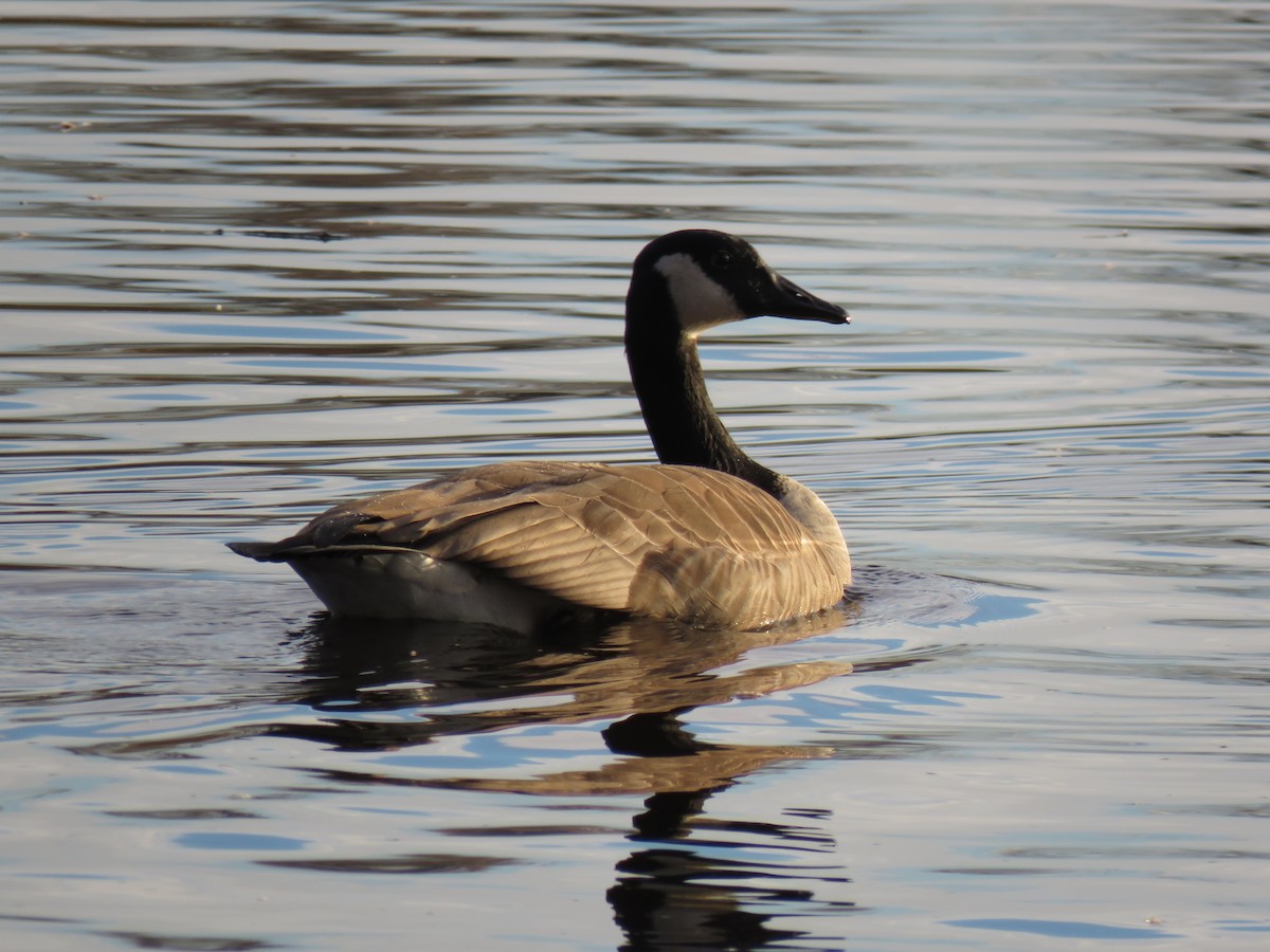 Canada Goose - ML644245899