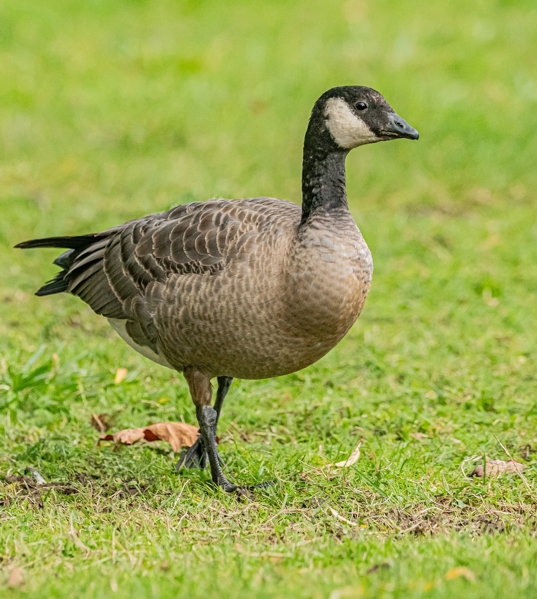 Cackling Goose - ML644245927