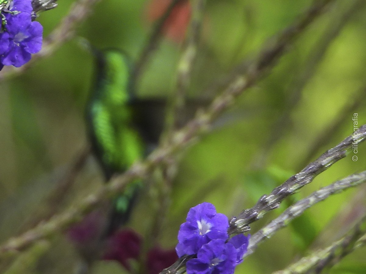 Western Emerald - ML644245933