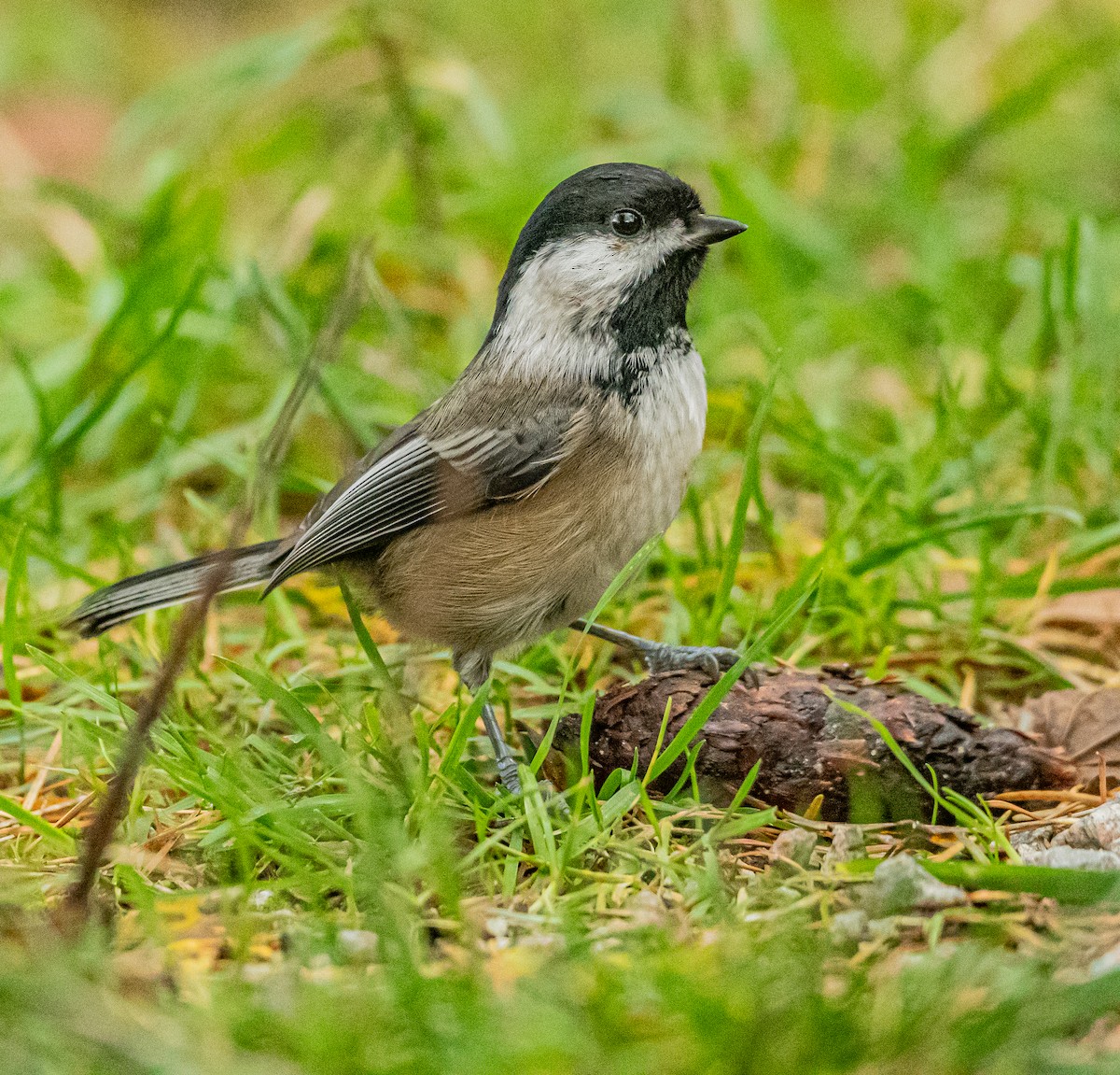Black-capped Chickadee - ML644245937