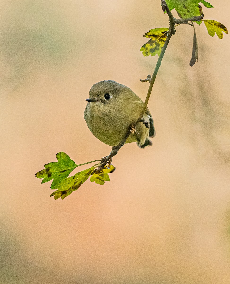 Ruby-crowned Kinglet - ML644245940