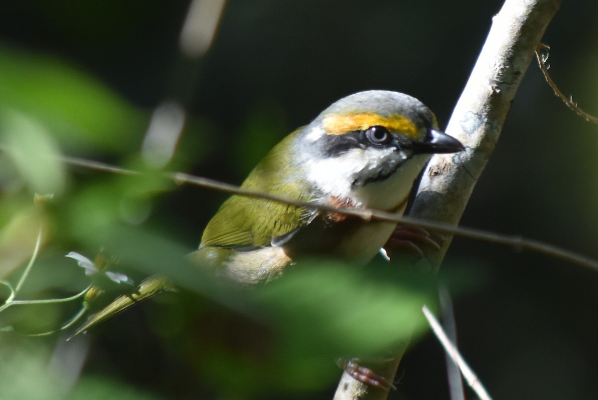 Chestnut-sided Shrike-Vireo - ML644245945