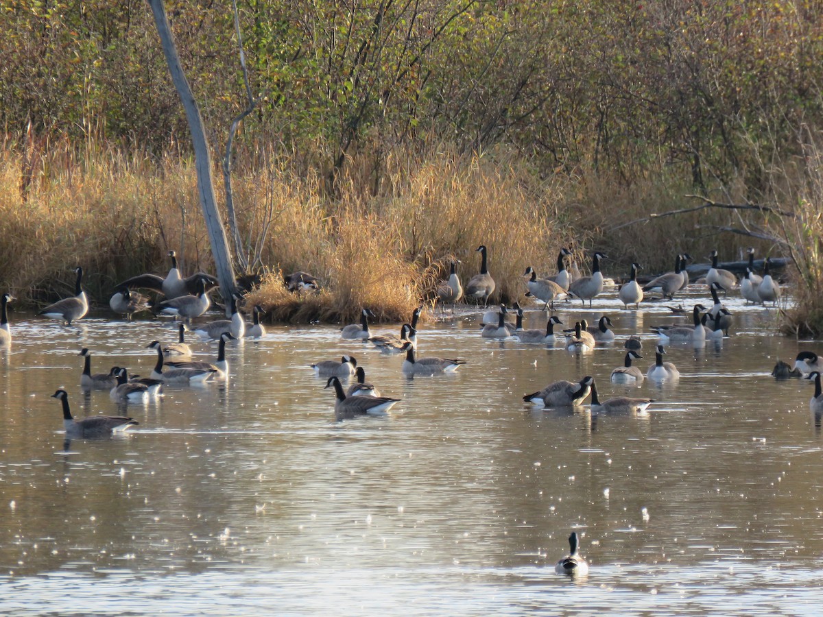 Canada Goose - ML644245946