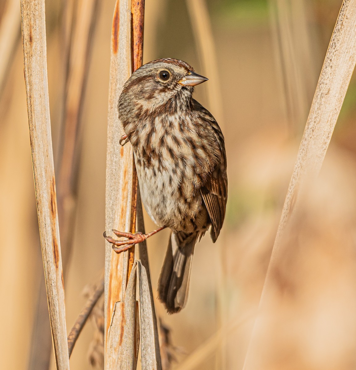 Song Sparrow - ML644245949