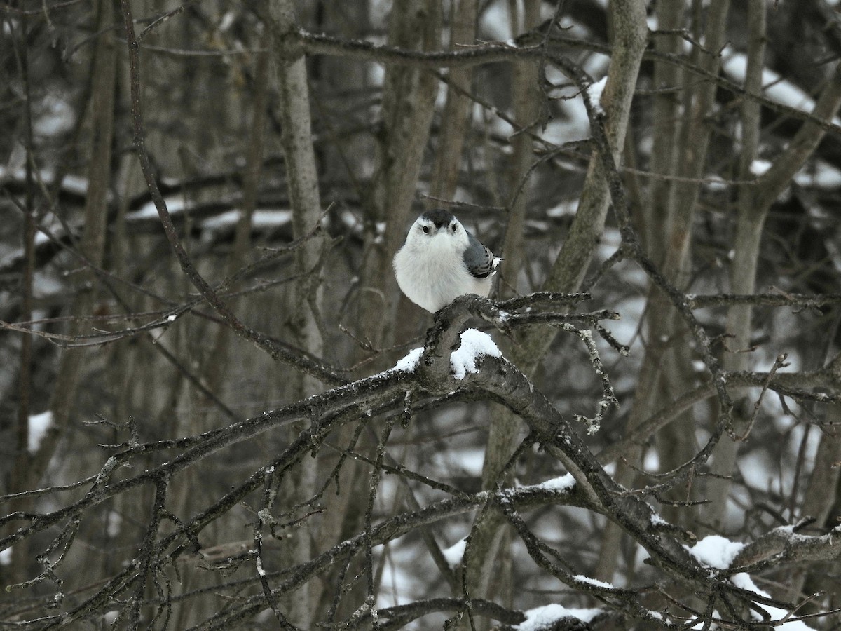 Sittelle à poitrine blanche - ML644245953