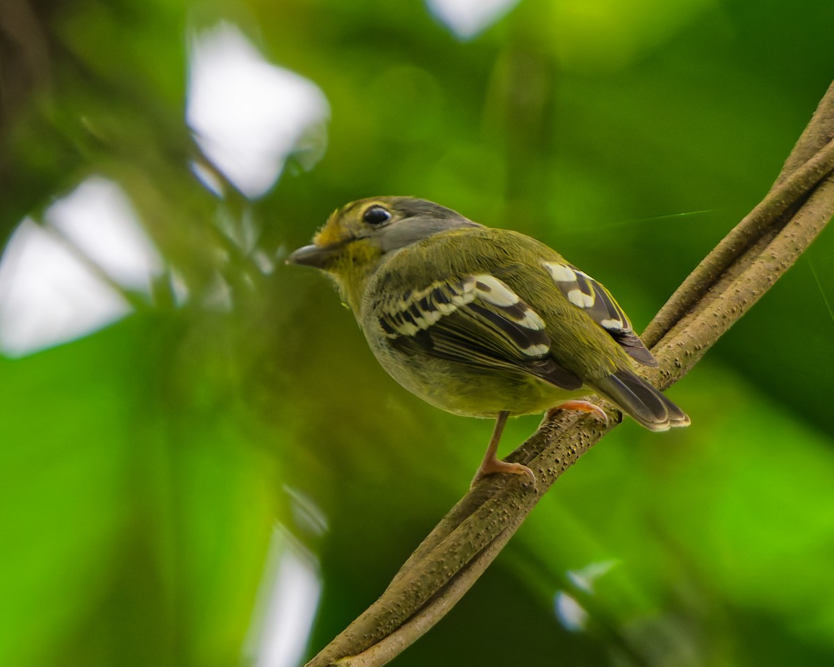 Wing-barred Piprites - ML644245965