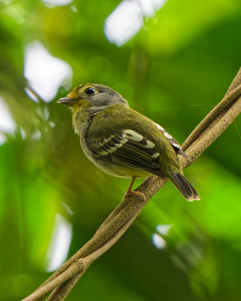 Wing-barred Piprites - ML644245966